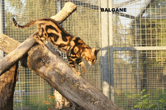 MALE BENGAL